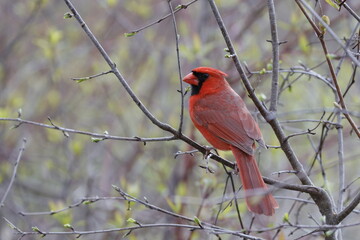 cardinal on a branch