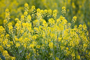 Fototapeta premium Wild Mustard in a Field on a spring day