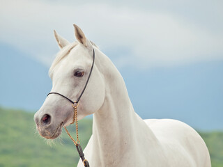 white amazing arabian stallion at sky background