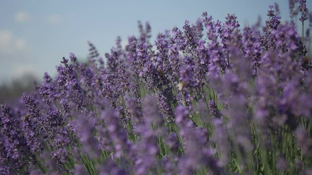 Lavender bunchs shiver in wind