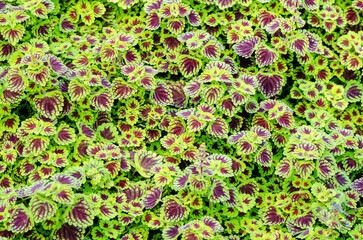Exotic green claret leaves of ornamental plant name is Plectranthus scutellarioides or Painted...