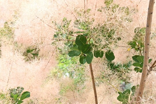 Smoke tree ( Cotinus coggygria ). Anacardiaceae Dioecious deciduous shrub.
