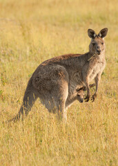 Wild Australian female kangaroo (eastern gray kangaroo - Macropus giganteus) with a joey in pouch