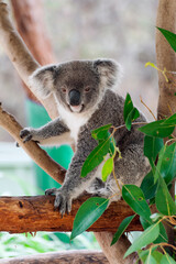 Fototapeta na wymiar Beautiful koala bear (Phascolarctos cinereus) sitting on the gum tree branch, Victoria, Australia