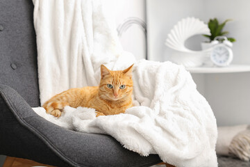 Cute ginger cat lying on armchair at home