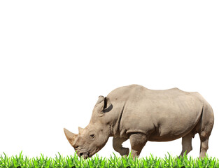 White rhinoceros (square-lipped rhinoceros, Ceratotherium simum) and green grass. Isolated on white background