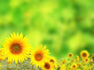 Obraz na płótnie Canvas Bright yellow sunflower on green sunny background