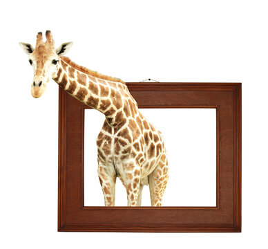 Giraffe in wooden frame with 3d effect. Isolated on white background