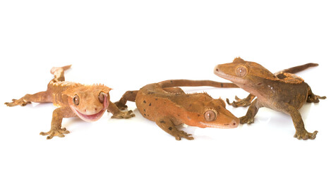 Crested gecko in front of white background