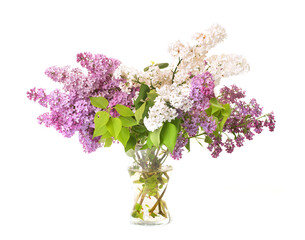 bouquet of  lilac in front of white background