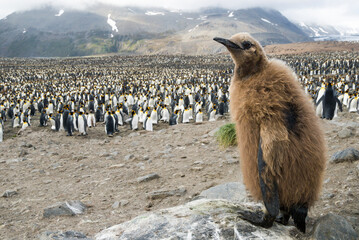 Fluffy King penguin chicks at South Georgia