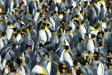 Huge King penguins colony at South Georgia