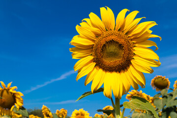 Blooming sunflower in the field against the blue sky.