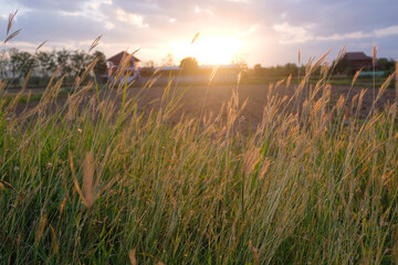 grass flower with sunset evening light background - 617590411