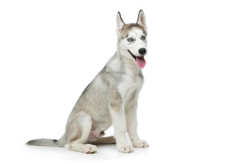 Beautiful siberian husky puppy dog. Isolated on white background. Copy space.