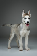 Beautiful siberian husky puppy dog on grey background. Copy space.