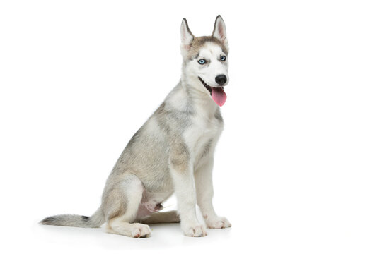 Beautiful siberian husky puppy dog. Isolated on white background. Copy space.