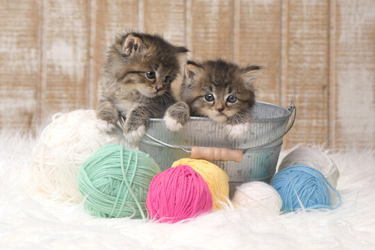 Adorable Kittens With Balls of Yarn in Studio