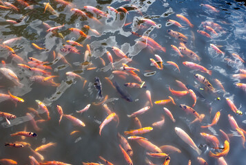 Colorful Nila, Nile Tilapia fish, Oreochromis niloticus, in the pool