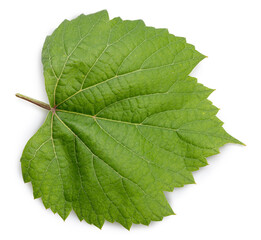 Obraz premium Green Grape leaves isolated on white background, Grape leaf on white With clipping path.