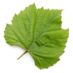Green Grape leaves isolated on white background, Grape leaf on white With clipping path.