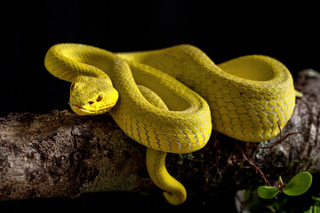 Yellow viper snake in close up and detail isolated black