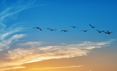 Flight of birds against a backdrop of a captivating sky adorned with shades of blue and yellow