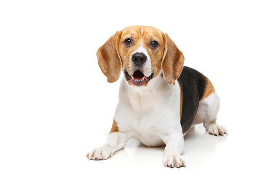 beautiful beagle girl dog isolated on white background. copy space.