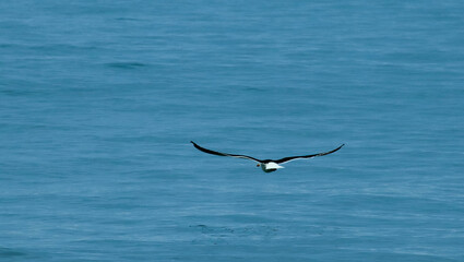 seagulls flying on the north coast of São Paulo Ubatuba Barzil 06-12-2023
