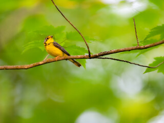 Canada Warbler perched on tree branch  against green background