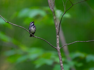 Black-and-white Warbler singing on tree branch against green background