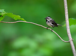 Black-and-white Warbler on tree branch against green background