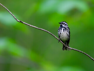 Black-and-white Warbler on tree branch against green background
