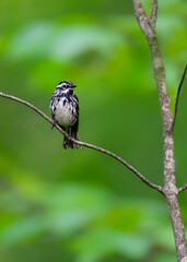 Black-and-white Warbler on tree branch against green background