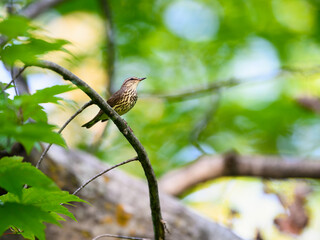 Northern Waterthrush perched on tree branch against green leaves