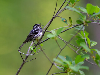 Black-and-white Warbler singing on tree branch against green background
