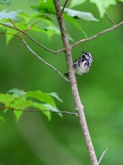 Black-and-white Warbler on tree branch against green background