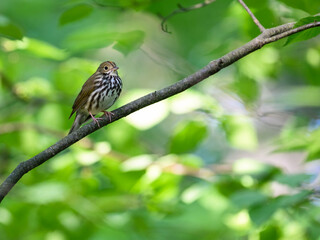 Ovenbird on tree branch in Spring on green background
