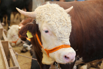 
Livestock and Sacrifice Feast