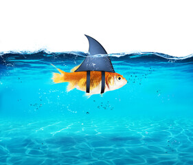 Goldfish disguised as shark in the sea to terrorize the enemies. Concept of competition and bravery