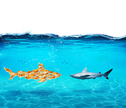 Big shark made of goldfishes faces a shark. Concept of unity is strenght, teamwork and partnership