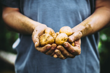 Organic vegetables. Farmers hands with freshly harvested vegetables. Fresh bio potatoes