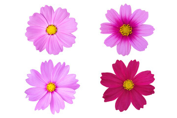 Fototapeta premium Set of Pink cosmos isolated on white background.
