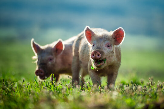Happy dirty piglets eat grass