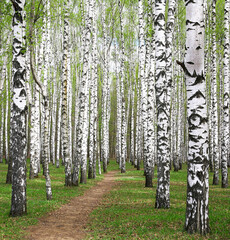 Obraz premium Pathway in spring birch grove