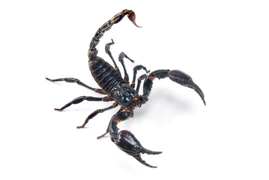 Scorpion ready to fight