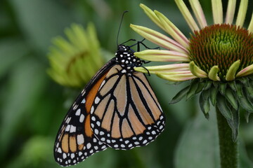 Beautiful monarch butterfly clinging to flower