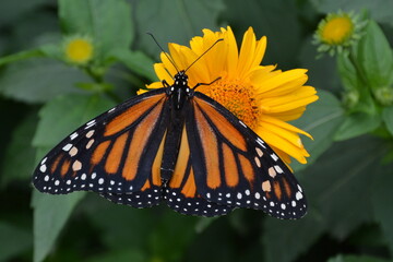 Beautiful monarch butterfly resting on flower