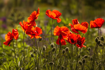 Red poppy flowers blooming in the floral garden   Shallow depth of field. Floral background, summer in the garden