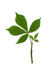 Obraz premium Green leaves of chestnut isolated on a white background.